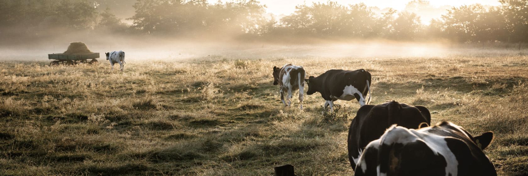 cows