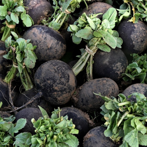beet