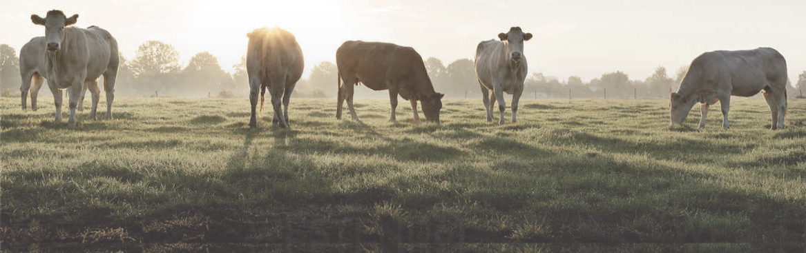 cows